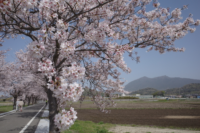 f:id:Greenweekends:20210331102130j:plain