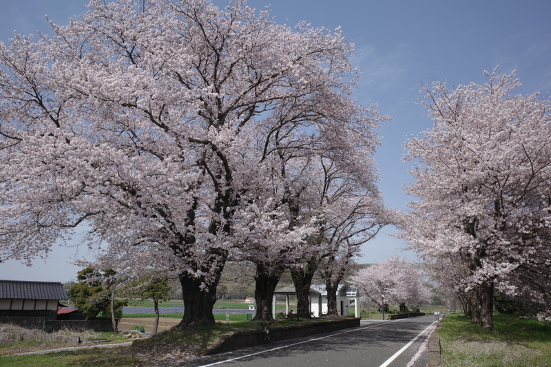 f:id:Greenweekends:20210331115228j:plain