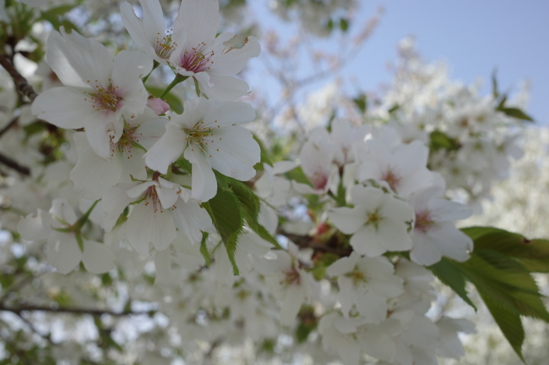 f:id:Greenweekends:20210331131750j:plain