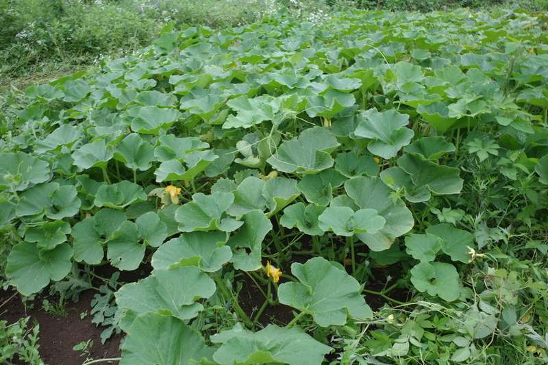f:id:Greenweekends:20210703173811j:plain