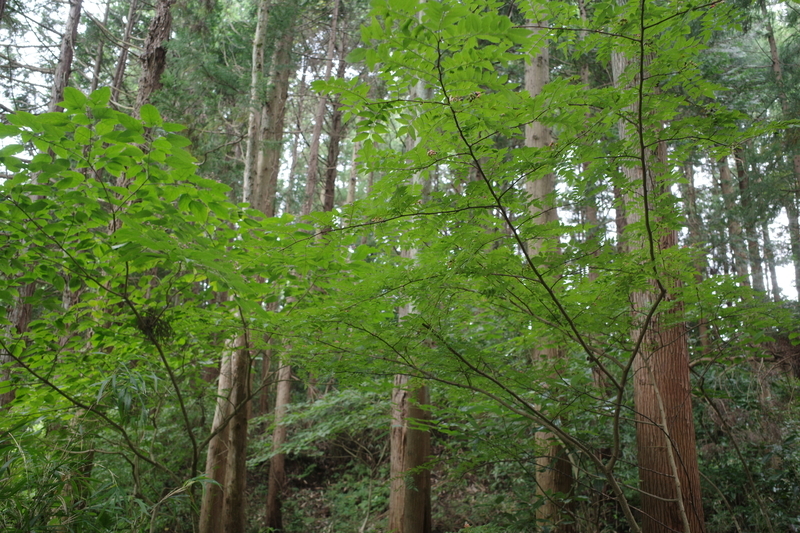 f:id:Greenweekends:20210912111330j:plain