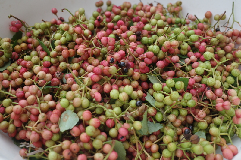 f:id:Greenweekends:20210912125229j:plain