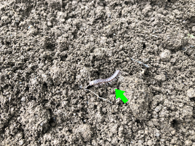 f:id:Greenweekends:20210912141650j:plain