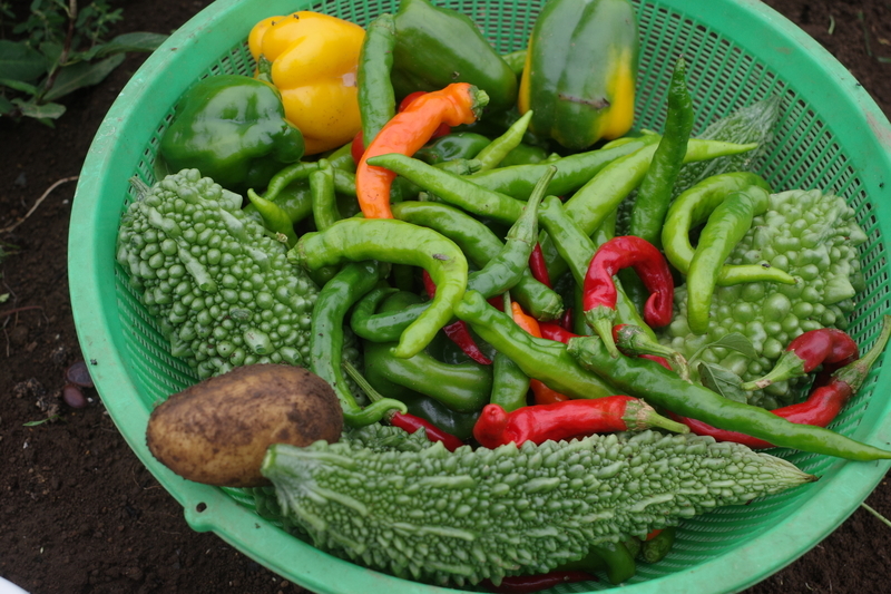 f:id:Greenweekends:20210912170113j:plain