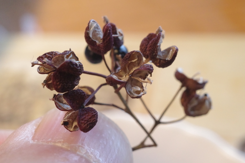 f:id:Greenweekends:20210918125626j:plain