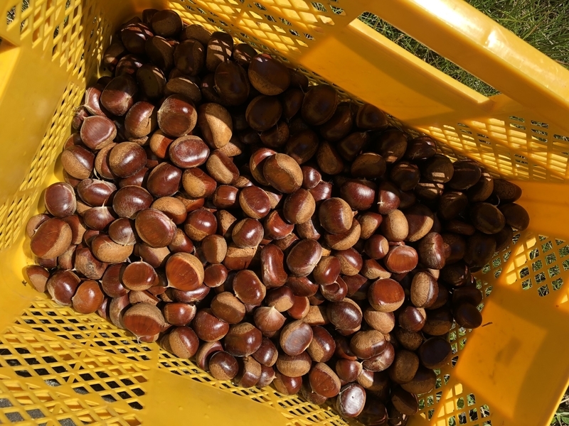 f:id:Greenweekends:20210920125951j:plain