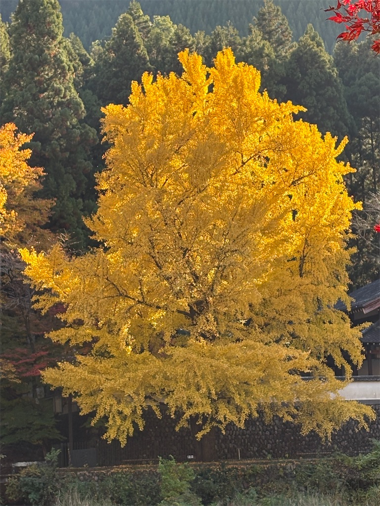 f:id:Gucchy:20251118103220j:image