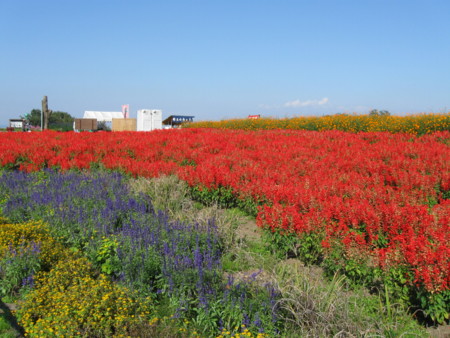 f:id:Guitars590:20081013134511j:image