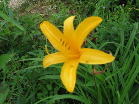 f:id:Guitars590:20100727132256j:image