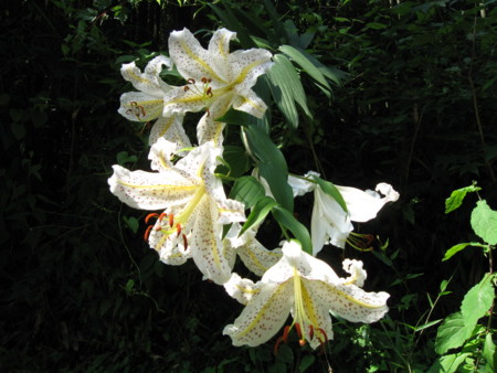 f:id:Guitars590:20100728135703j:image