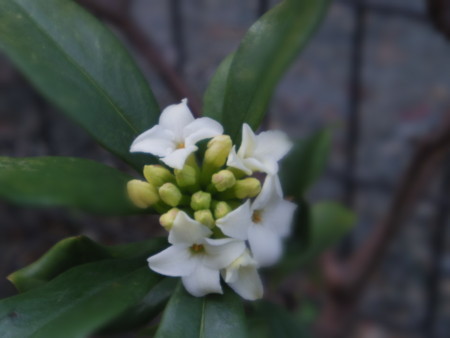 f:id:Guitars590:20180311101226j:image