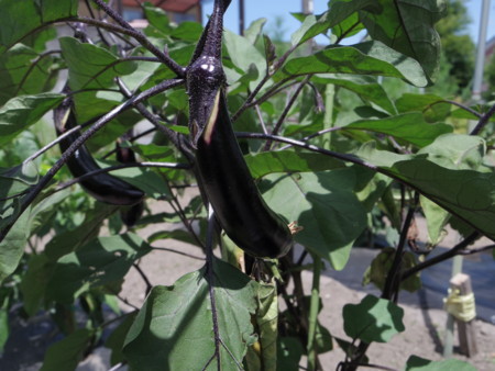 f:id:Guitars590:20180723110646j:image