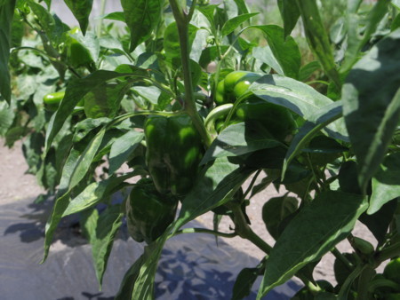 f:id:Guitars590:20180723110659j:image