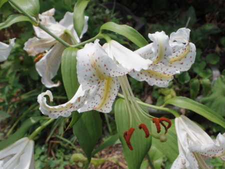 f:id:Guitars590:20180725104323j:image