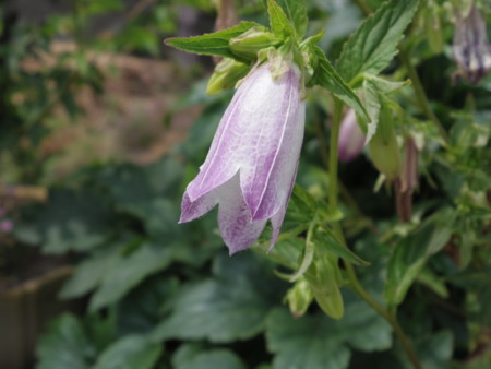 f:id:Guitars590:20180725104356j:image