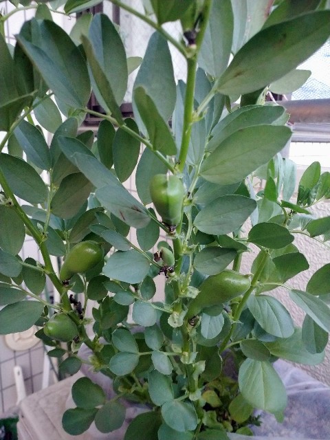 f:id:GypsophilaRupi:20210516223749j:plain