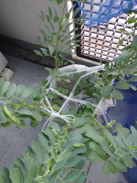 f:id:GypsophilaRupi:20210516223800j:plain