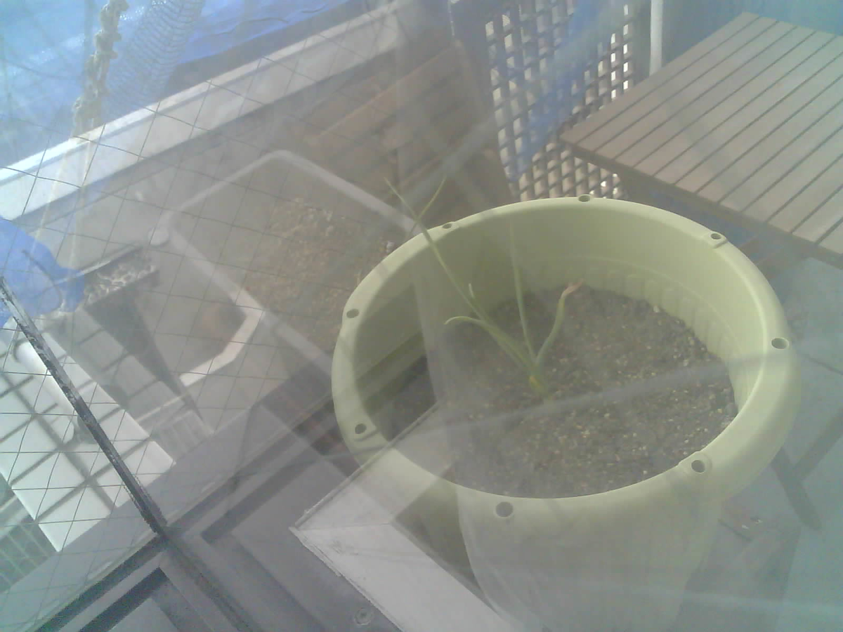 f:id:GypsophilaRupi:20220206000636p:plain