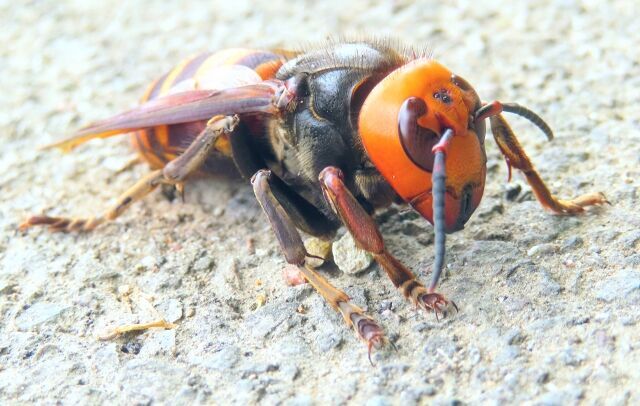なぜハチ駆除はプロに頼むべきなのか？