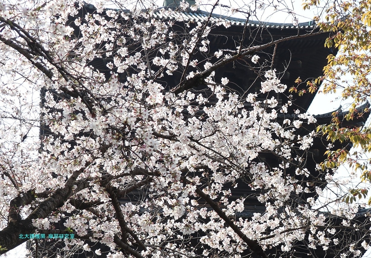 【京都幕間旅情】東寺-桜花満開，災害大国日本の災厄を躱す国民性の原点 - 北大路機関