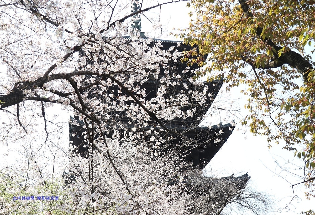 【京都幕間旅情】東寺-桜花満開，災害大国日本の災厄を躱す国民性の原点 - 北大路機関