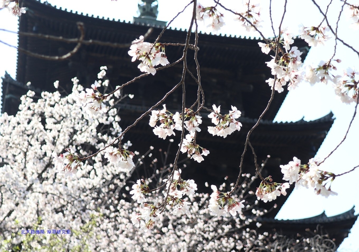 【京都幕間旅情】東寺-桜花満開，災害大国日本の災厄を躱す国民性の原点 - 北大路機関