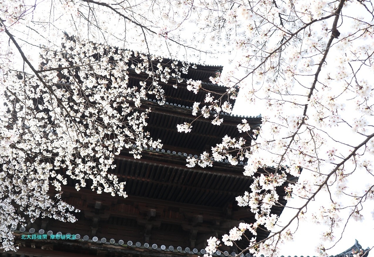 【京都幕間旅情】東寺-桜花満開，災害大国日本の災厄を躱す国民性の原点 - 北大路機関
