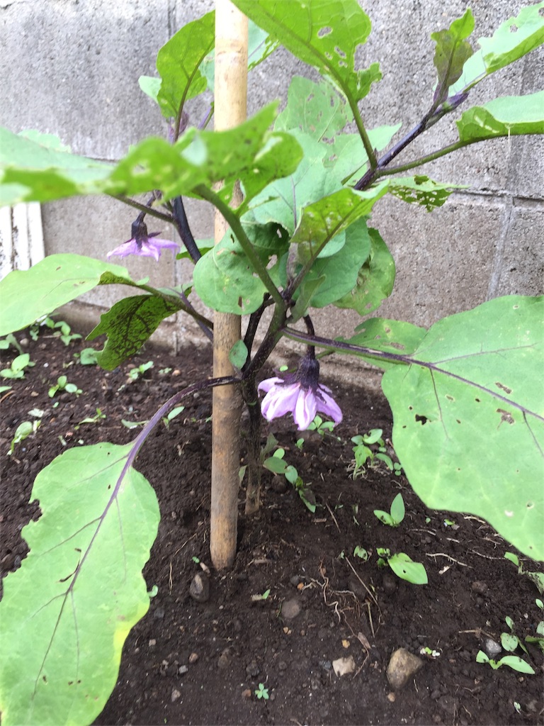 f:id:HARUken:20170709130821j:image f:id:HARUken:20170709130821j:image