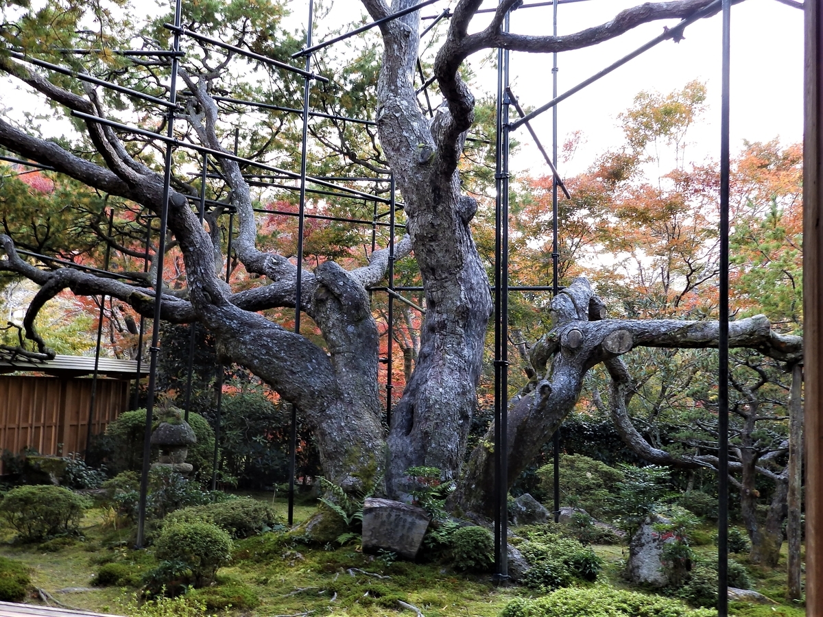 f:id:HATTYAN0234:20211119122211j:plain