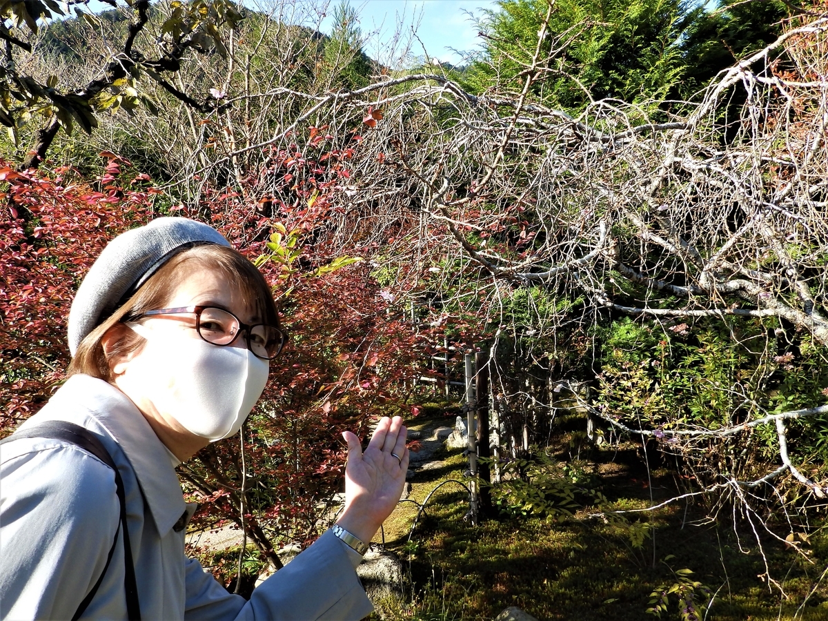 f:id:HATTYAN0234:20211119125514j:plain