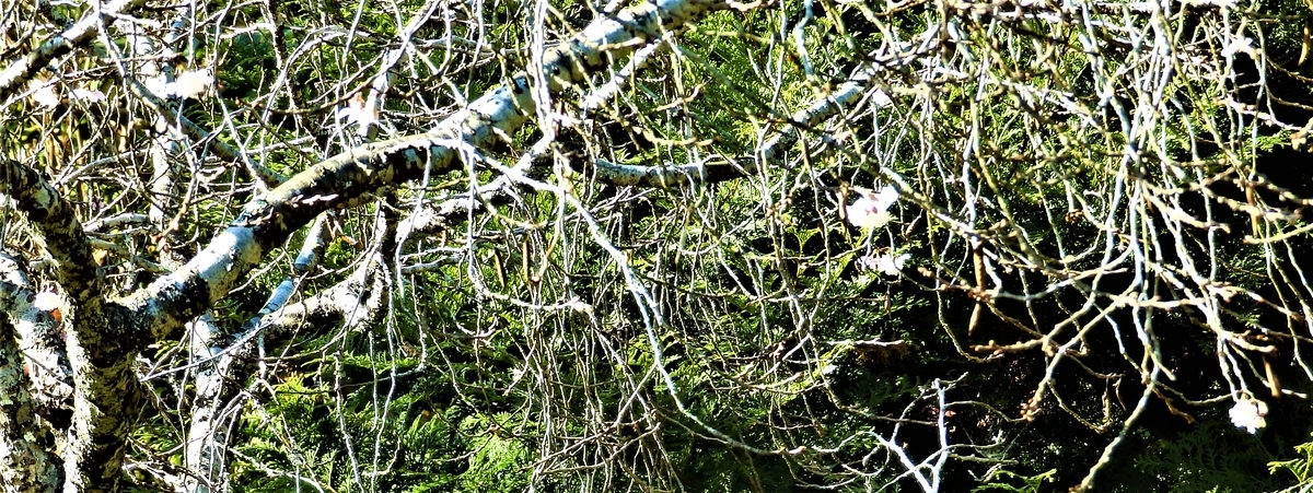 f:id:HATTYAN0234:20211201121211j:plain