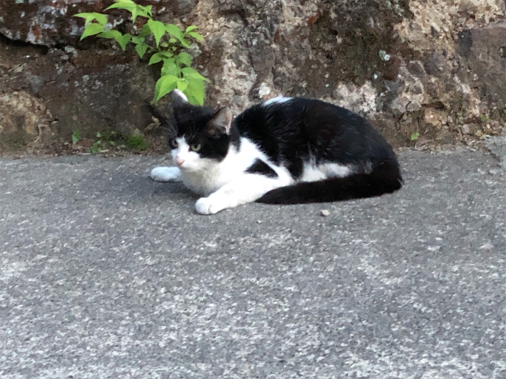 f:id:HAYAMINE:20190714013729j:image