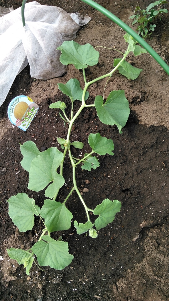 f:id:HB5060YasaiBu:20170528204536j:plain