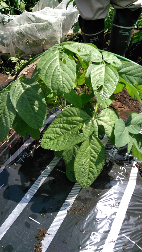 f:id:HB5060YasaiBu:20170528205013j:plain