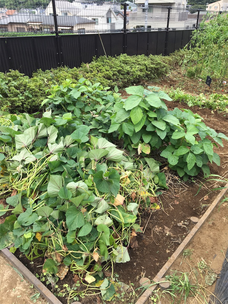 f:id:HB5060YasaiBu:20170827110817j:image