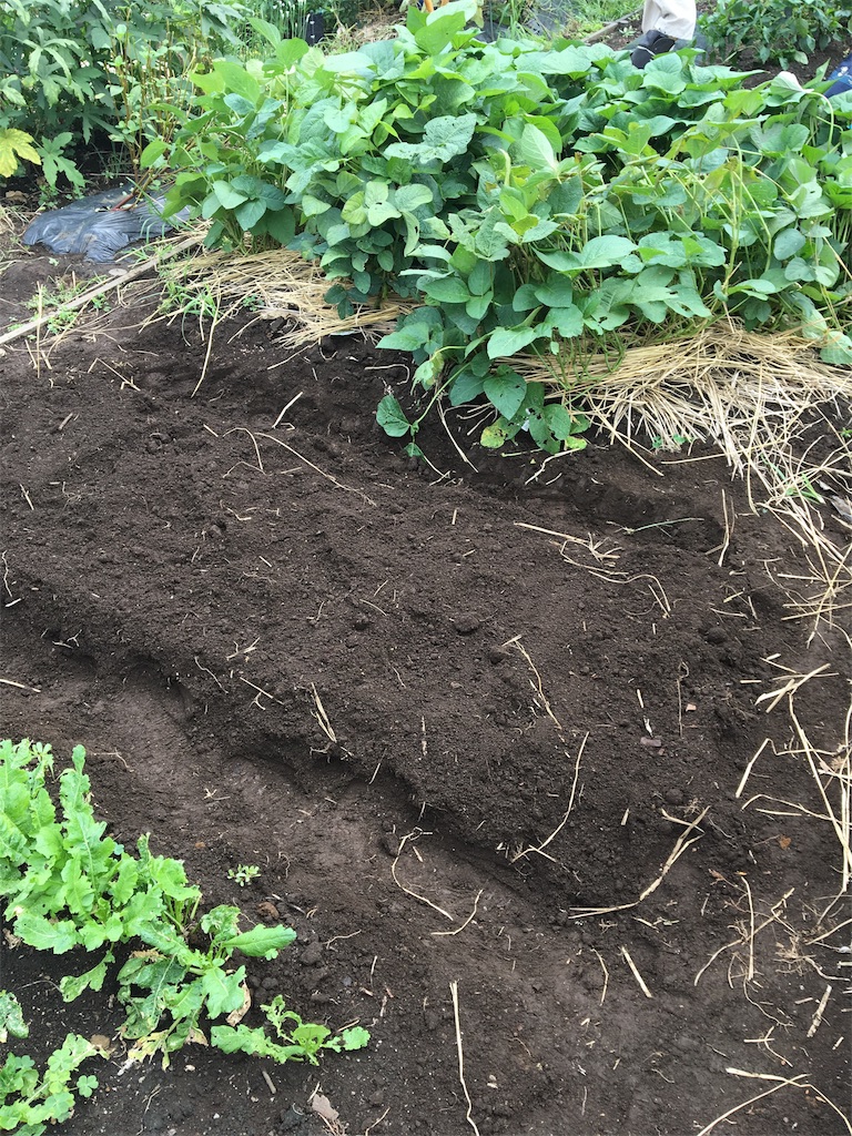 f:id:HB5060YasaiBu:20170903180812j:image