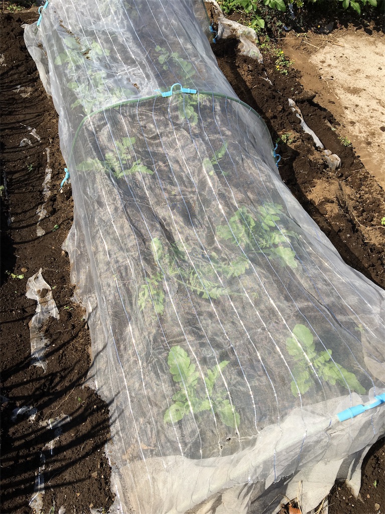 f:id:HB5060YasaiBu:20171001131359j:image