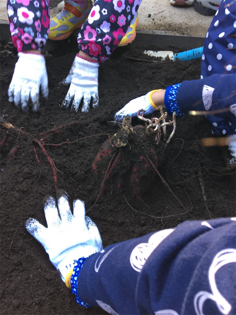 f:id:HB5060YasaiBu:20171105182326j:image