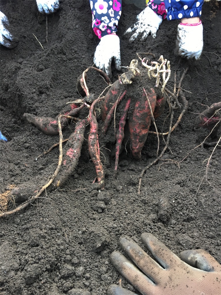 f:id:HB5060YasaiBu:20171105182339j:image