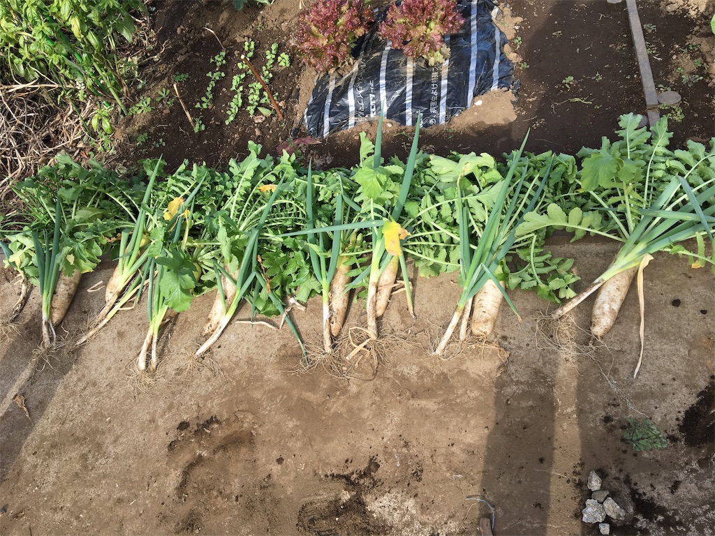 f:id:HB5060YasaiBu:20171112185733j:image