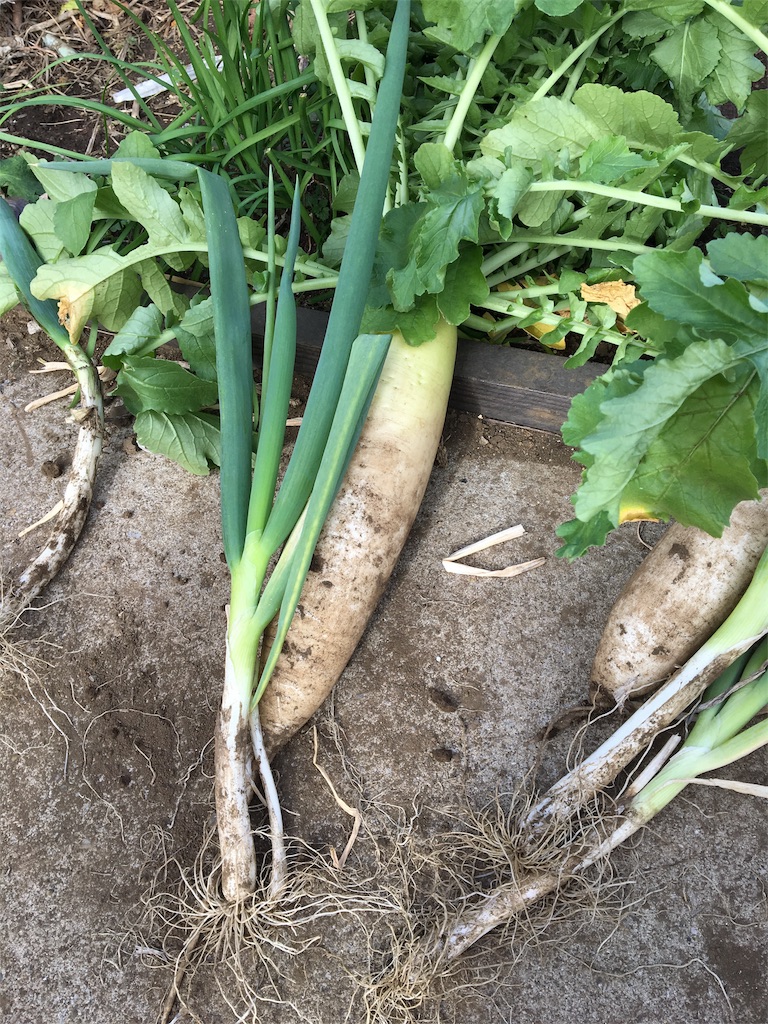 f:id:HB5060YasaiBu:20171112185741j:image