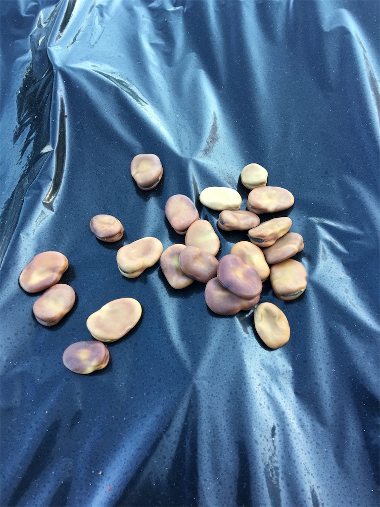 f:id:HB5060YasaiBu:20171203140450j:image