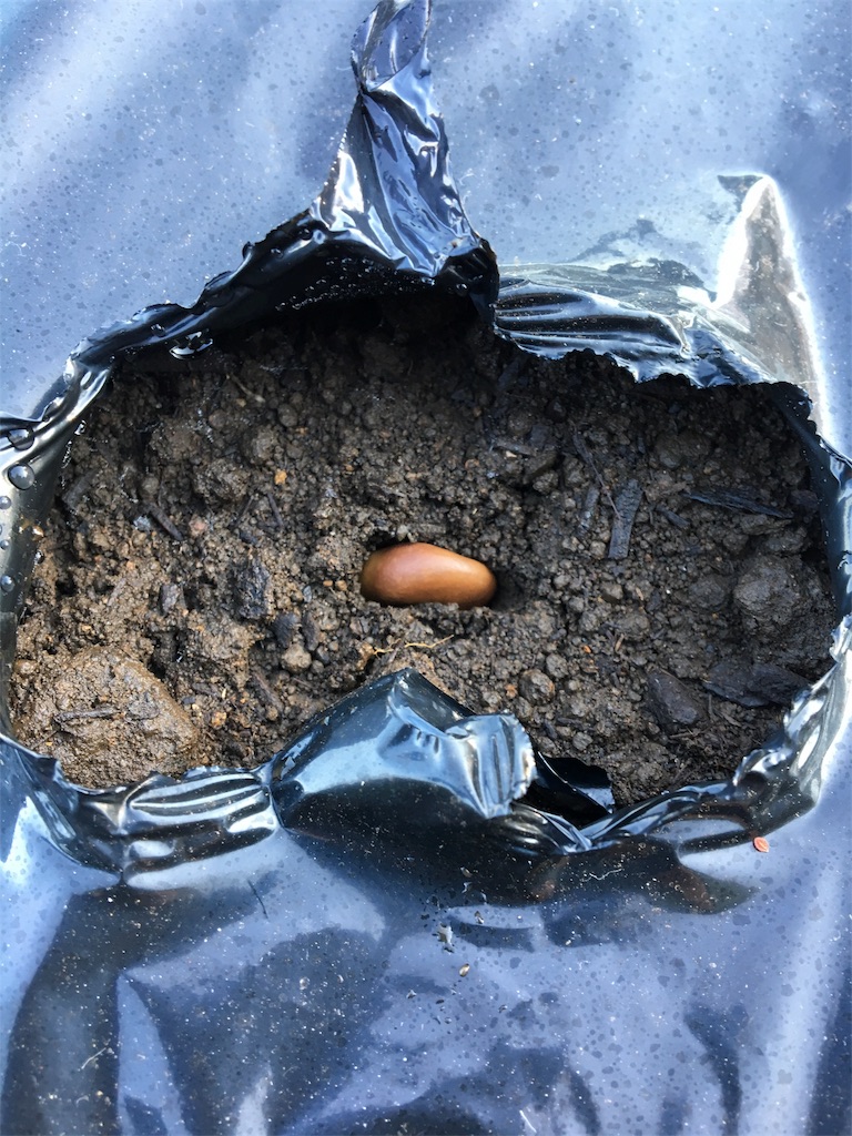 f:id:HB5060YasaiBu:20171203140453j:image