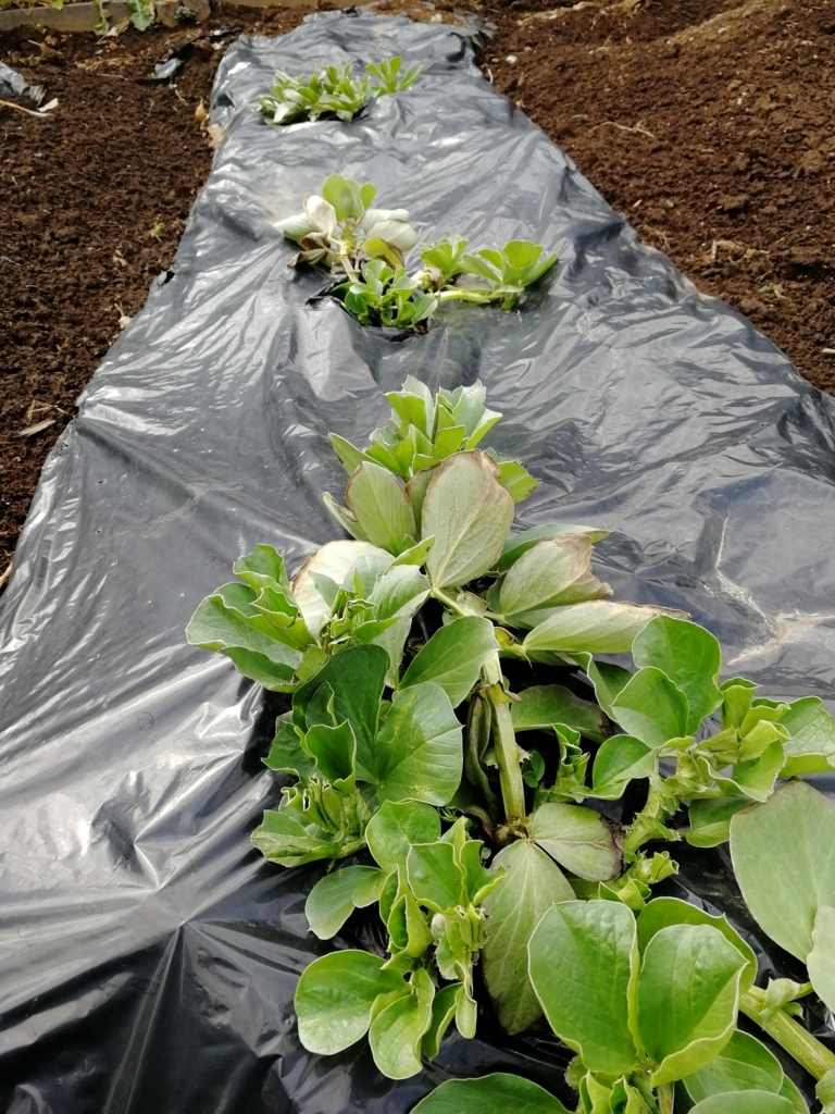 f:id:HB5060YasaiBu:20180211201404j:plain