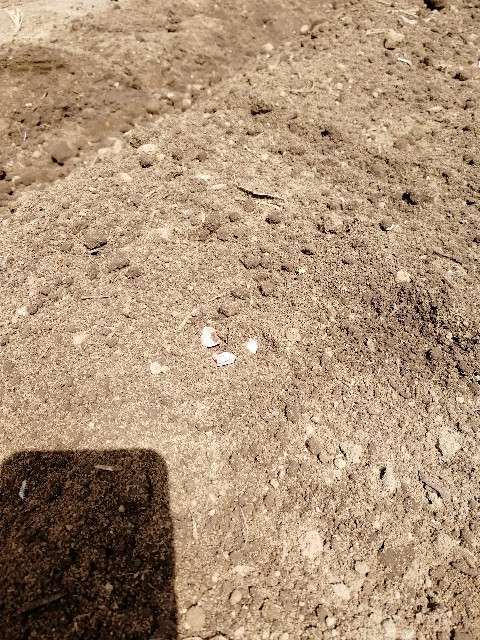 f:id:HB5060YasaiBu:20180408214615j:image