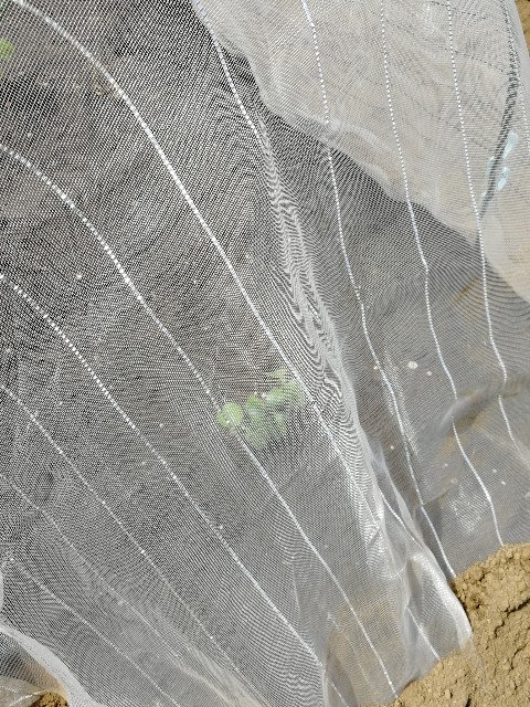 f:id:HB5060YasaiBu:20180408214631j:image