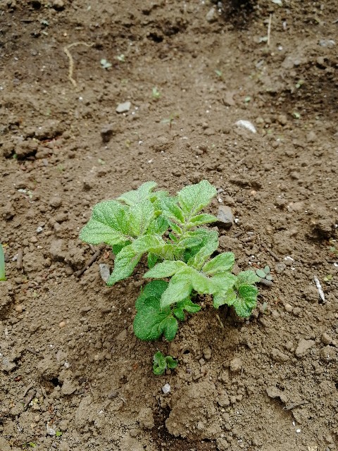 f:id:HB5060YasaiBu:20180408214801j:image