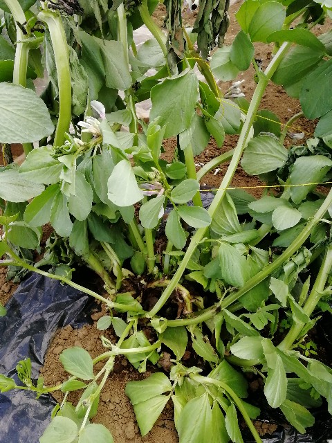 f:id:HB5060YasaiBu:20180408214937j:image