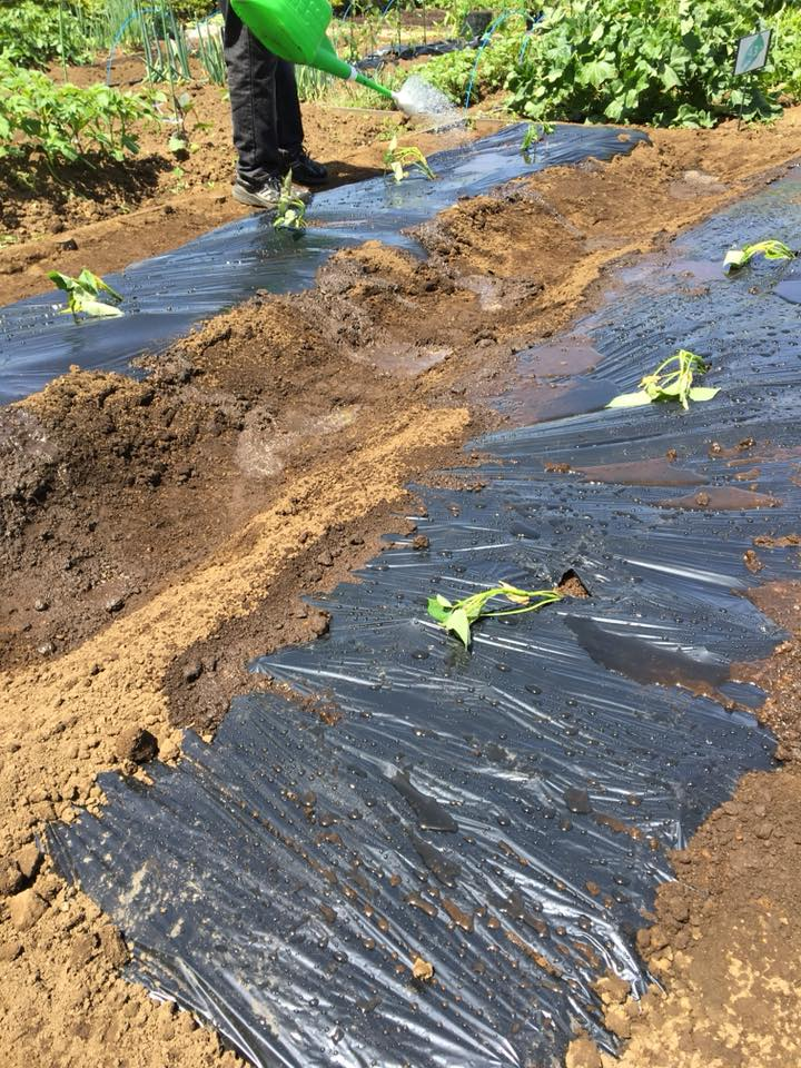 f:id:HB5060YasaiBu:20180430094012j:plain