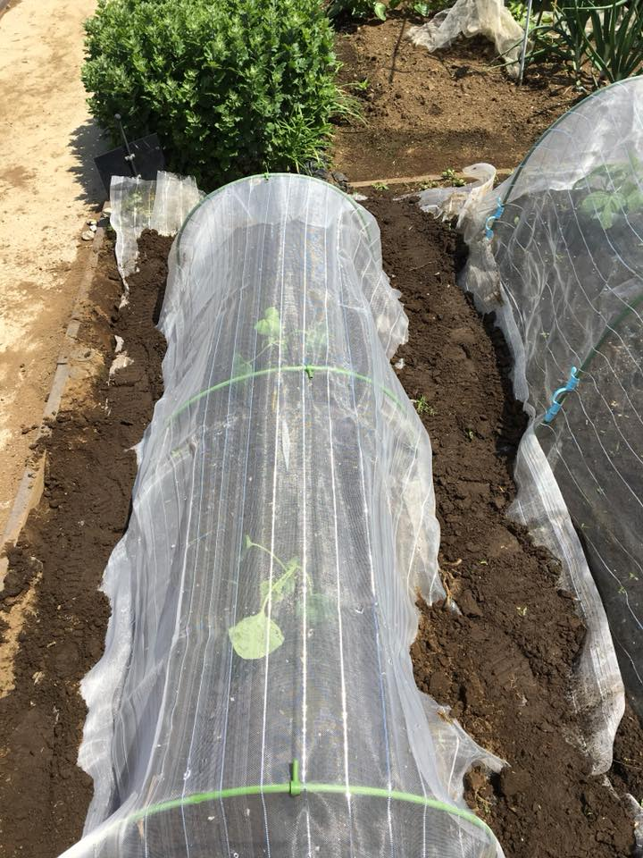 f:id:HB5060YasaiBu:20180430094049j:plain